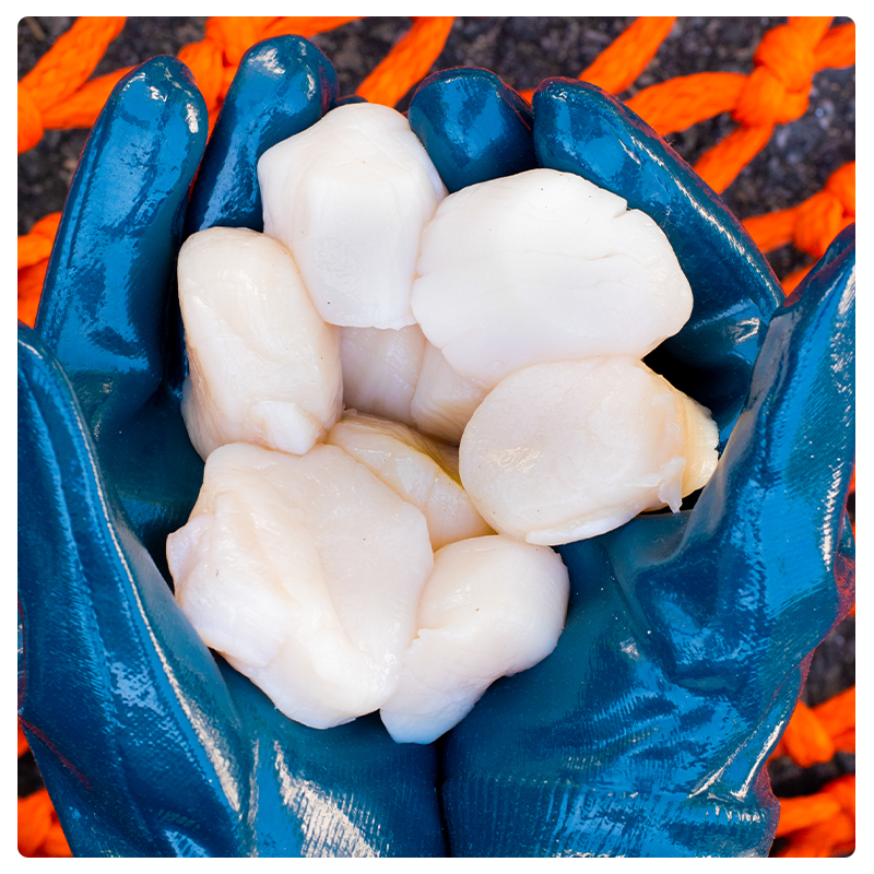 Fresh Sea Scallops (1LB)