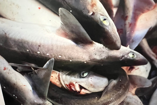 Can dogfish and skate save the Cape’s fishing industry?