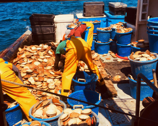 SCALLOPING WITH CAPE COD'S CHRIS MERL ON THE F/V ISABEL AND LILEE