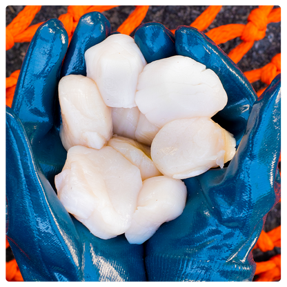 Fresh Sea Scallops (1LB)